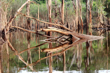 Fototapeta na wymiar beautiful reflection of trees trunks in the river - Rio Negro, Amazon, Brazil, South America