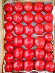 Grouped tomatoes red lines background
