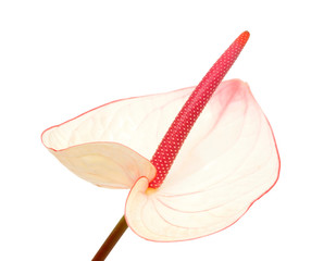 pink anthurium isolated