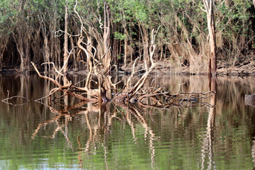 beautiful reflection of trees trunks in the river - Rio Negro, Amazon, Brazil, South America