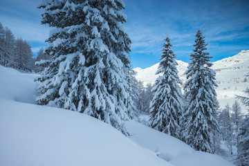 trees after snowfall