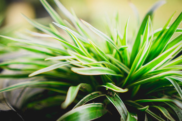 closeup of green plant