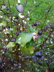 Symphoricarpos albus, after raining, leaves in liquid 2
