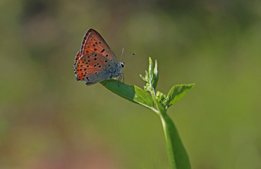 Large Purple Copper butterfly / Lycaena alciphron