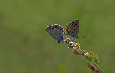 Fresh Anatolian Brown-eye butterfly / Plebejus modicus and chestnut sugar