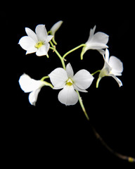 Fototapeta na wymiar Orchid flowers in the rainforest in Southeast Asia