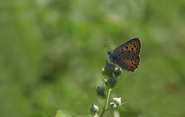 Fototapeta na wymiar Smoked Copper butterfly / Lycaena tityrus