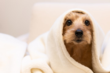 毛布を被ったノーフォークテリア犬