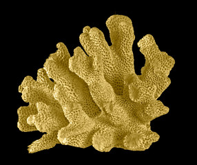 Coral isolated on black background © Dmitry