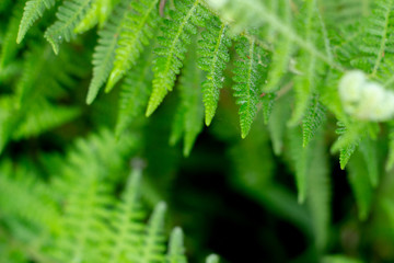 Closeup nature view of green leaf on blurred greenery background in garden with copy space using as background natural green plants landscape, ecology, fresh wallpaper concept, slective focus .