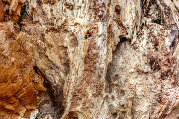 The old wood texture with deep natural patterns and cracks on the surface. This old wood texture can be used as background.
