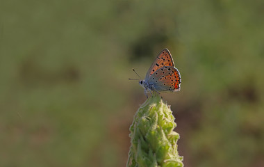 Large Purple Copper butterfly / Lycaena alciphron