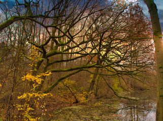 alte Bäume im Winter