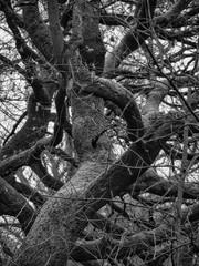 alte Bäume im Winter