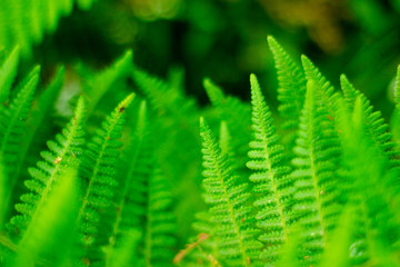 Closeup nature view of green leaf on blurred greenery background in garden with copy space using as background natural green plants landscape, ecology, fresh wallpaper concept, slective focus .