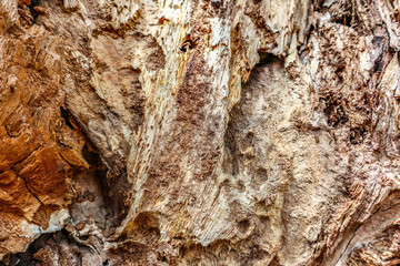 The old wood texture with deep natural patterns and cracks on the surface. This old wood texture can be used as background.