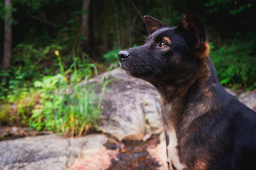 dog on grass