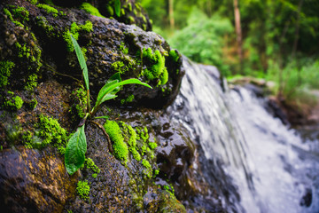 green moss on a stone