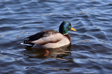 Wild ducks live on a lake in a residential area of ​​Kiev