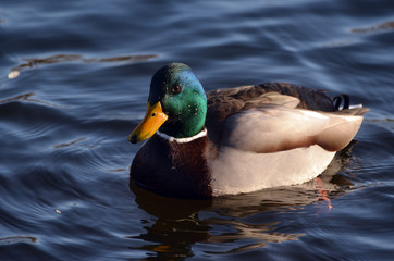 Wild ducks live on a lake in a residential area of ​​Kiev