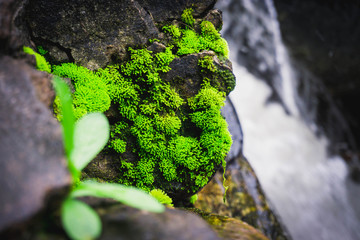 green moss on a rock