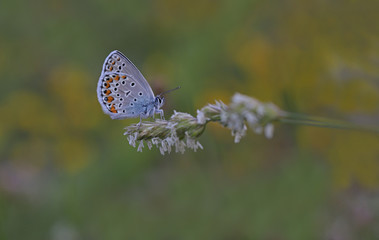 Anatolian Brown-eye butterfly / Plebejus modicus
