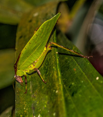 Common Katydid