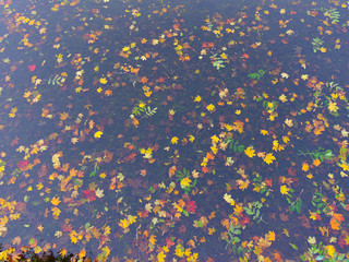 Beautiful colourful autumn leaves fallend down to water