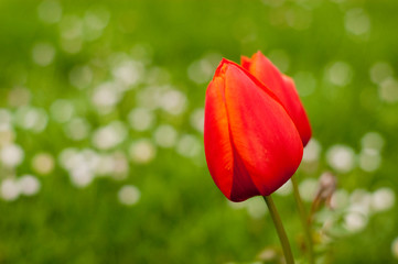 Tulipan rojo
