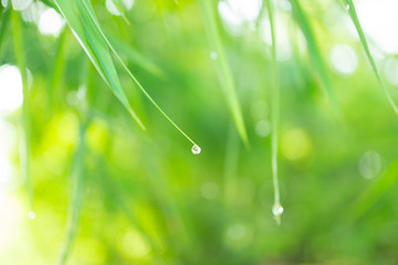 Naklejka premium Blur background of green bamboo leaves with light bokeh and copy space.