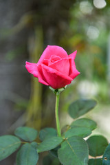 Bright rose pink color