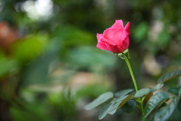Bright rose pink color
