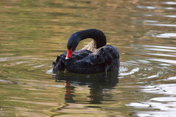 Cisne Negro