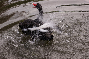 Cisne Negro