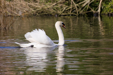 Cisne