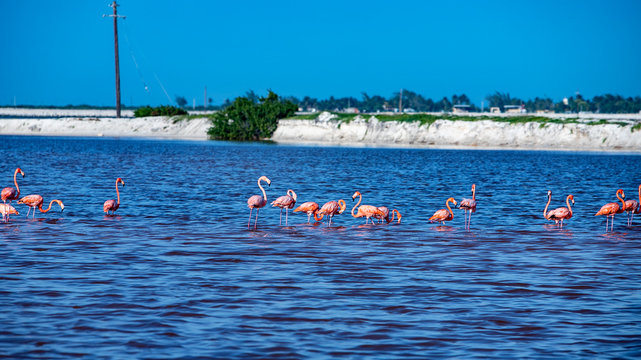  Pink Flamingos in Rio Lagartos Park Mexico