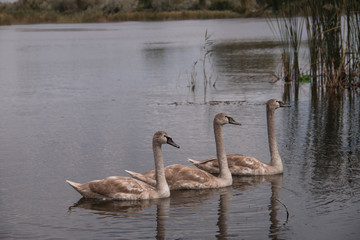 Wild swan on the lake