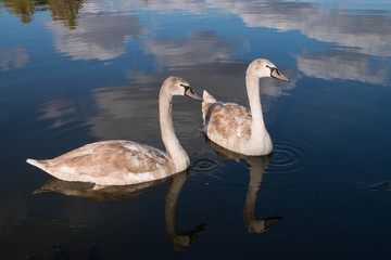 Wild swan on the lake