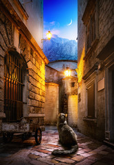 Cat in Kotor