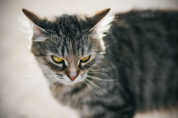 A beautiful fluffy striped stray cat with bright eyes and an evil expression of the muzzle is illuminated by bright sunlight.
