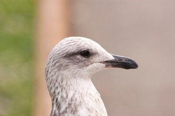 Gaviota