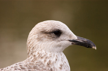 Gaviota