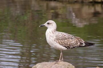 Gaviota