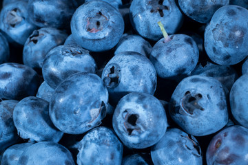 Detail of Blueberries. Macro trucking shot. Top view. Bog bilberry, bog blueberry, northern bilberry or western blueberry (Vaccinium uliginosum)