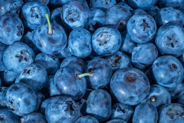 Obraz premium Detail of Blueberries. Macro trucking shot. Top view. Bog bilberry, bog blueberry, northern bilberry or western blueberry (Vaccinium uliginosum)