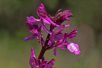 wild orchid flower that grows naturally