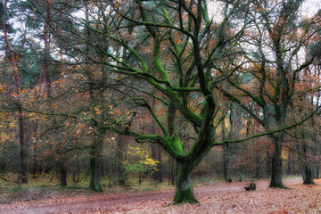 Fototapeta premium 🌿🍂 Der Atem der Bäume schenkt uns das Leben. - Roswitha Bloch