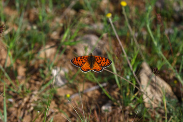 Beautiful Iparhan / Melitaea trivia