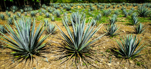  Ancient tequila factory. Maya production. Blue agave