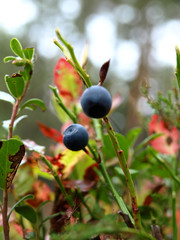 abstract blurred background of forest plants with berry and leaf details